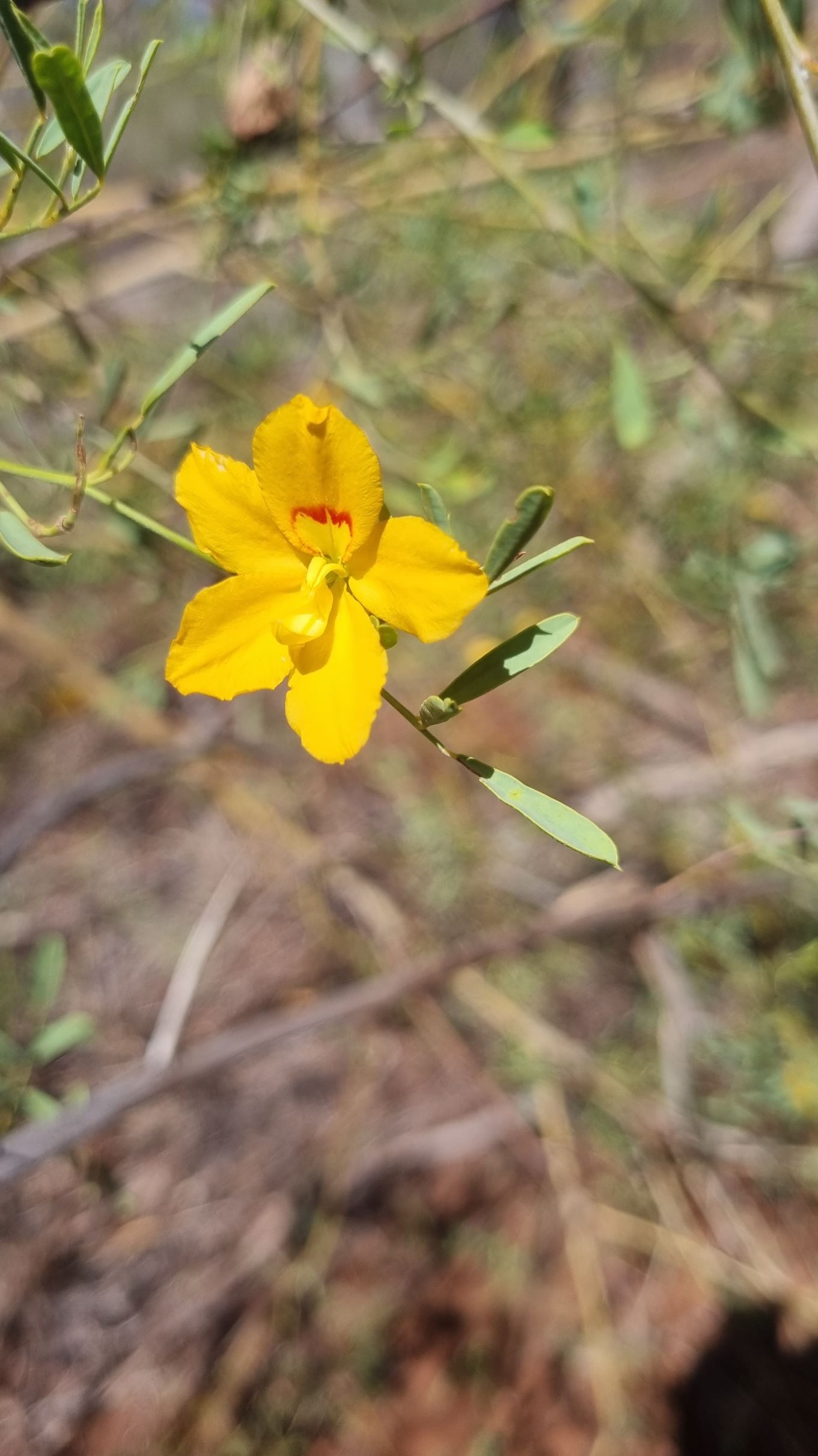 labicheoides